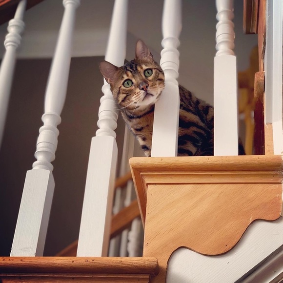 COMMENTS FULL! - Picture 2 of 8